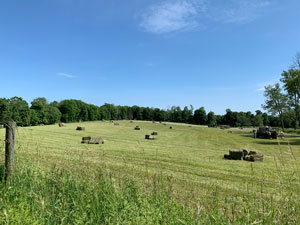 hay field