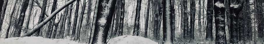 Winter trees